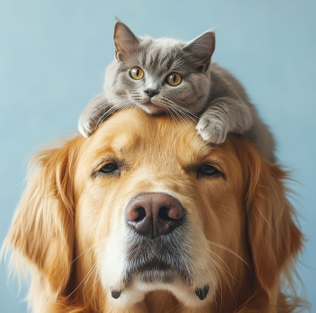 Man's Best Friend: A History of Human-Animal Bonds